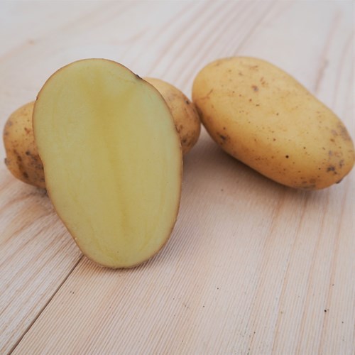 Sättpotatis, Jazzy, 1kg