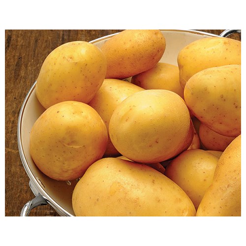 Sättpotatis, Marabel ,eko, 1kg