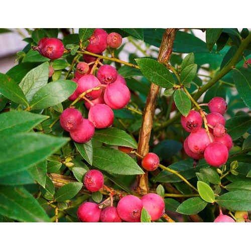 Amerikanskt blåbär, Pink lemonade