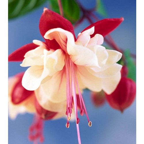 Fuchsia, Swingtime
