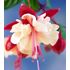 Fuchsia, Swingtime