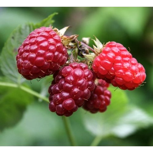 Hallon, Autumn bliss, hösthallon