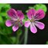 Pelargon, doftpelargon, Pink Capitatum