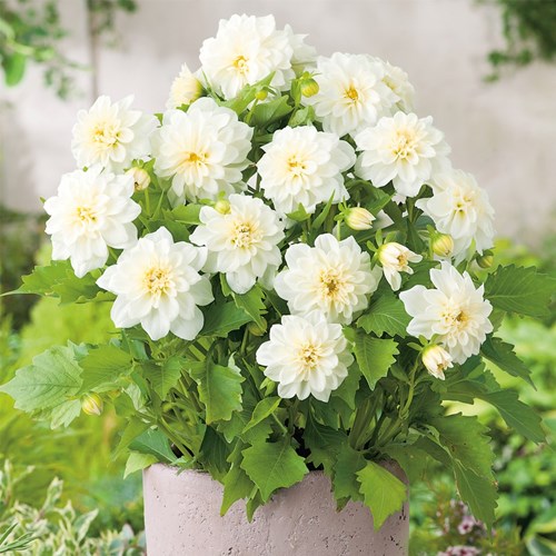 Dahlia, Lubega Power, White