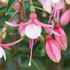 Fuchsia, Stående Deep pink white