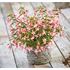 Fuchsia, Stående Deep pink white