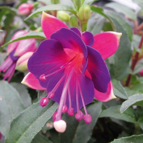 Fuchsia, Stående Magenta-purple