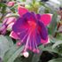 Fuchsia, Stående Magenta-purple