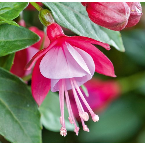 Fuchsia, Stående Röd - lavendel