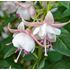Fuchsia, Stående Polar