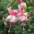 Fuchsia, Hängande Leonita rose-white
