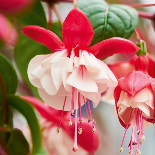 Fuchsia, Hängande Sir Matt Busby, 3 sticklingar
