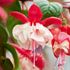 Fuchsia, Hängande Sir Matt Busby, 3 sticklingar
