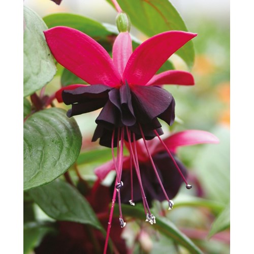 Fuchsia, Hängande Blacky, 3 sticklingar