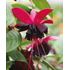 Fuchsia, Hängande Blacky, 3 sticklingar