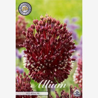 Allium Red Mohican