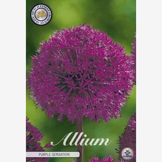 Allium Purple Sensation