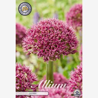 Allium Ostara