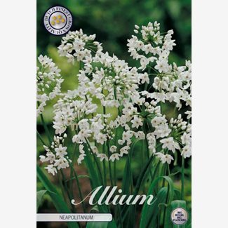 Allium Neapolitanum