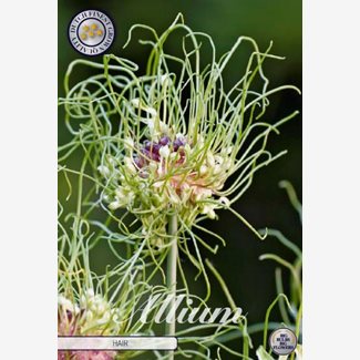 Allium Hair
