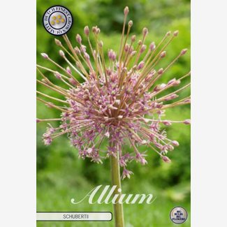 Allium Schubertii