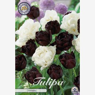 Perfect Partners, Tulpan, Charming