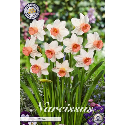 Narciss, Iwona