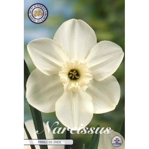 Narciss, Princess Zaide