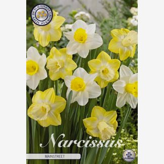 Narciss, Mainstreet