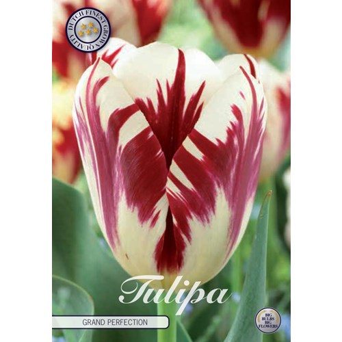 Tulpan, Triumf, Grand Perfection