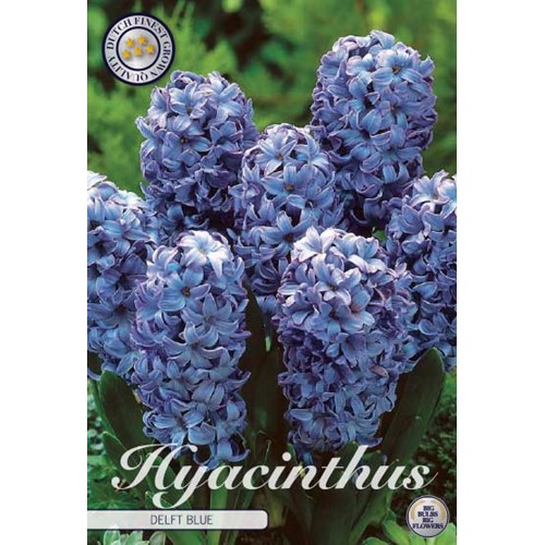 Hyacint, Delft blue