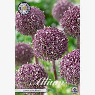 Allium Summer Drummer
