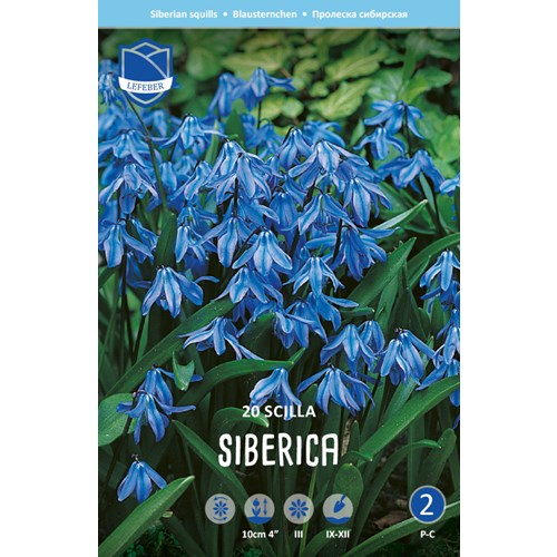 Blåstjärna