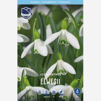 Snödroppe, Turkisk Elwesii