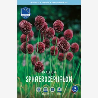 Allium Sphaerocephalon