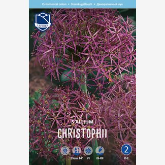 Allium Cristophii Stäpplök