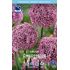 Allium, Ambassador