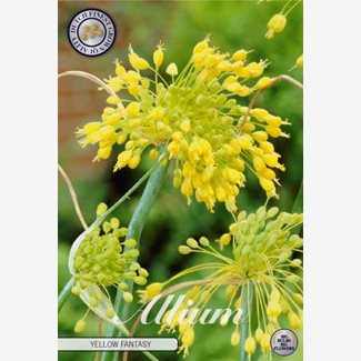 Allium Yellow Fantasy