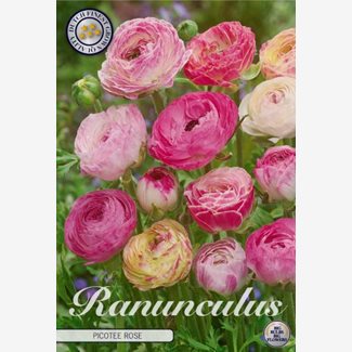 Ranunkel, Picotee Rose