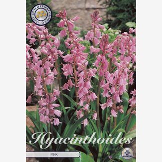 Klockhyacint, Rosa