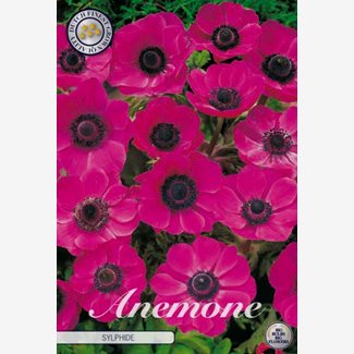 Anemon Sylphide
