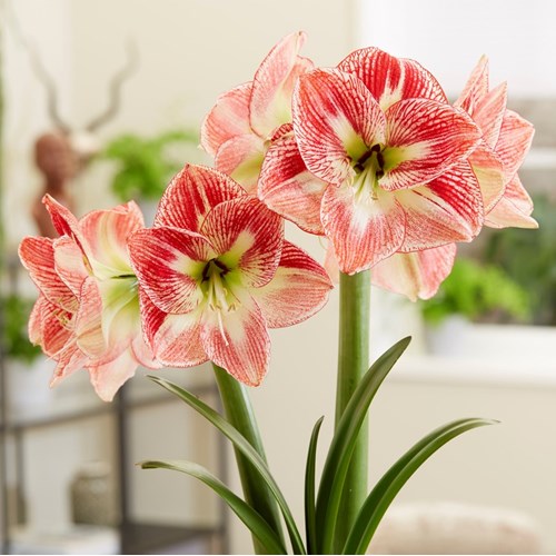 Amaryllis, Spotted Queen