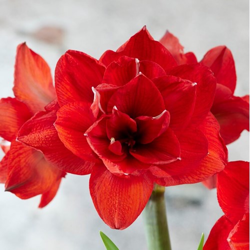 Amaryllis, Double king