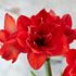 Amaryllis, Double king