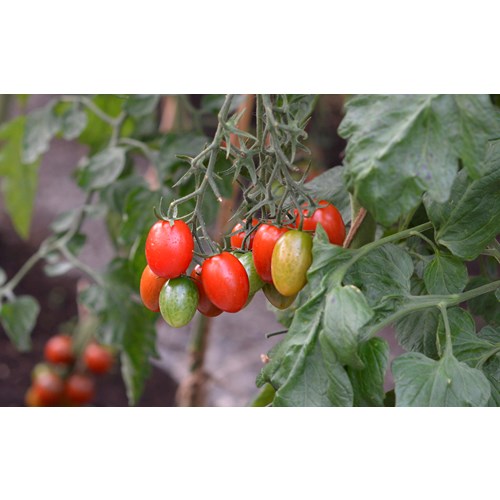 Tomat, Hög, Vespolino F1