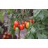 Tomat, Hög, Vespolino F1