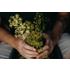 Dill, blad, Teddy