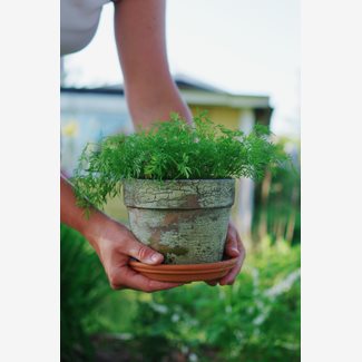 Dill, blad, Teddy