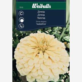 Zinnia, Isabellina