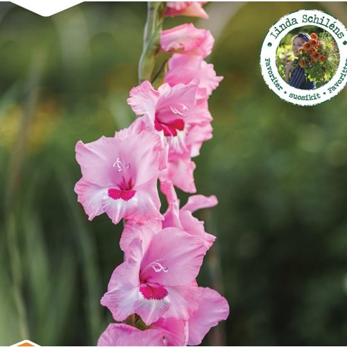 Gladiol, storblommig, Wine and roses